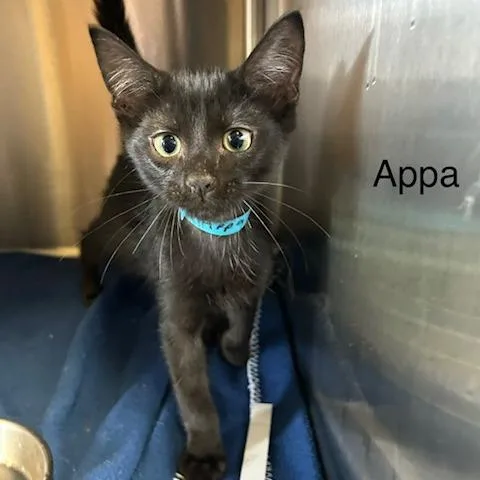 Appa