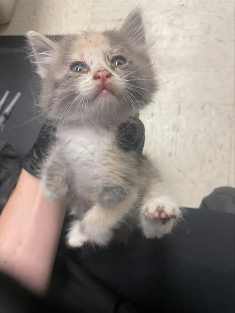 A baby small-sized female Domestic Long Hair cat named A for adoption in Stockton, CA