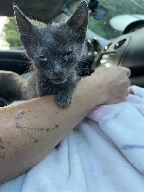 A baby small-sized female Domestic Short Hair cat named Frickles for adoption in Fort Walton Beach, FL
