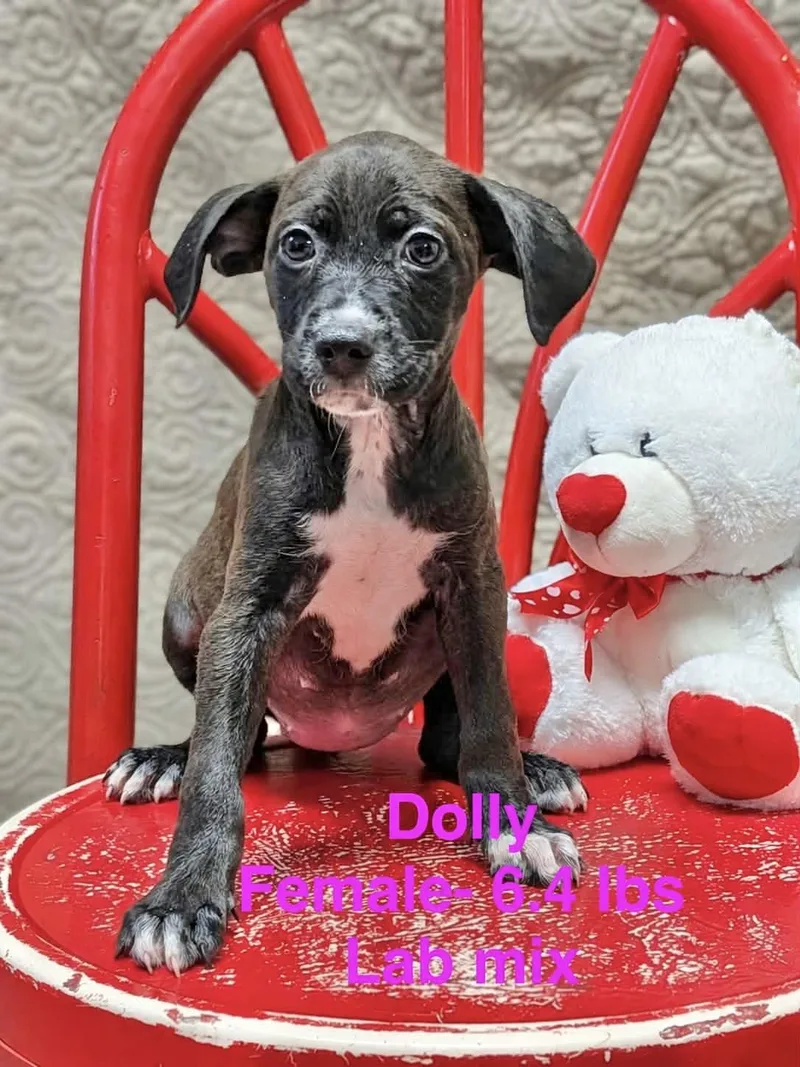 A baby medium-sized female Labrador Retriever dog named Dolly for adoption in Manchester, CT