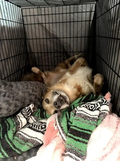 An adult medium-sized male Golden Retriever dog named Simba for adoption in Los Angeles, CA