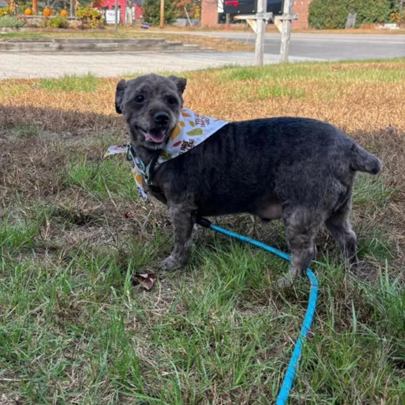 A senior small-sized male Yorkshire Terrier dog named Chaos for adoption in Conway, NH