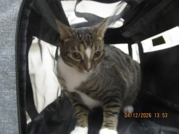 A young large-sized female Domestic Short Hair cat named Star for adoption in Marietta, GA