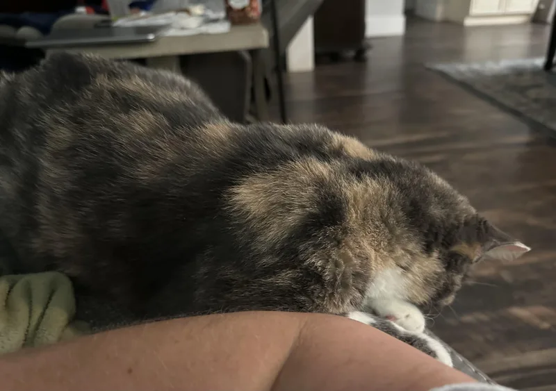 Victoria thumbnail 2