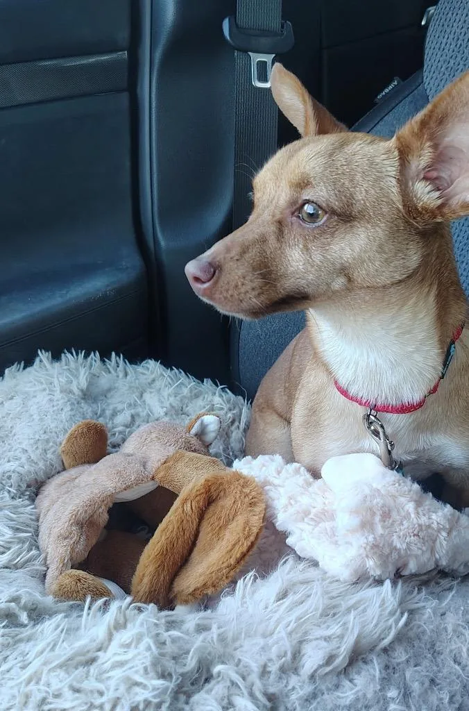 A young small-sized female Chihuahua dog named Pickle for adoption in Labelle, FL