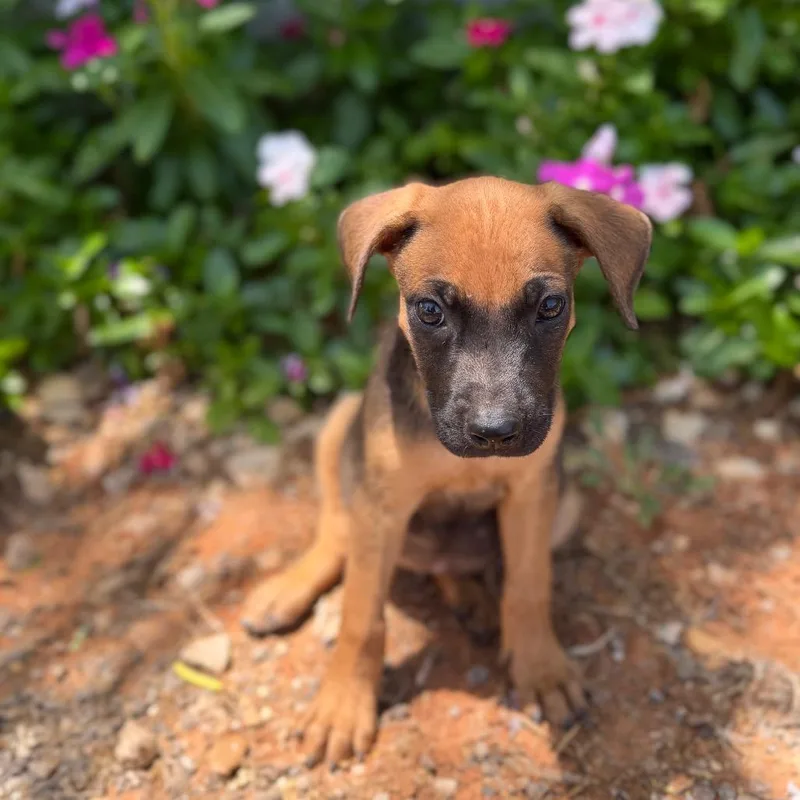 A baby medium-sized female Mixed Breed dog named Freya for adoption in Pearsall, TX