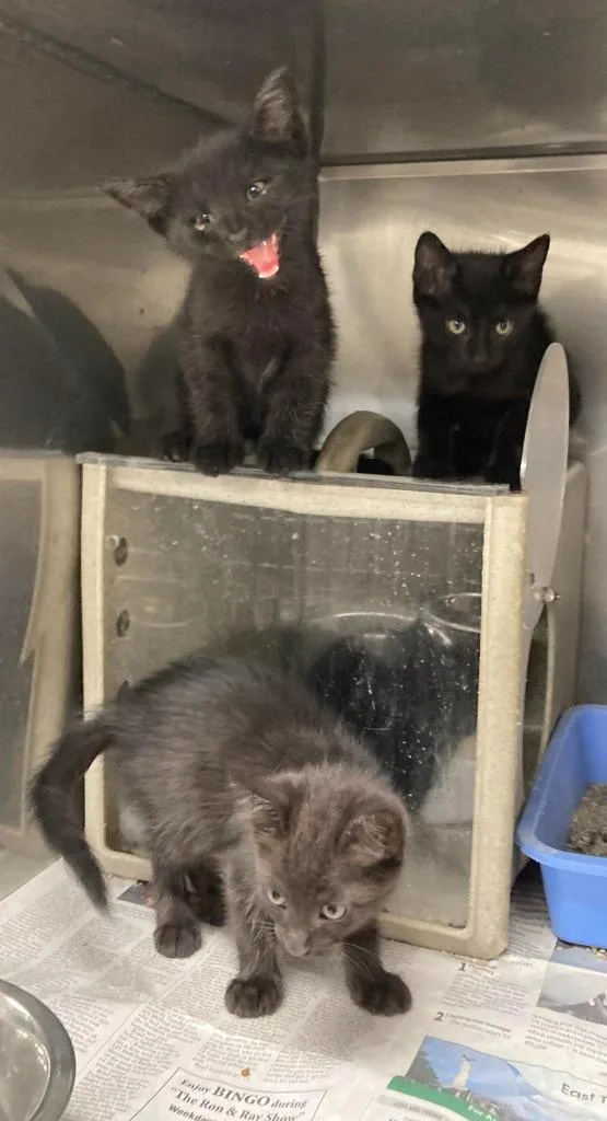 A baby medium-sized male Domestic Short Hair cat named Holt AC for adoption in Greeneville, TN