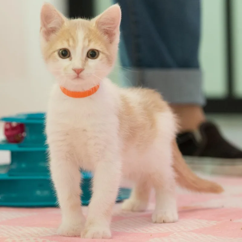 A baby small-sized male Buff / Tan / Fawn Domestic Short Hair cat named Ivan for adoption in Forest Park, IL