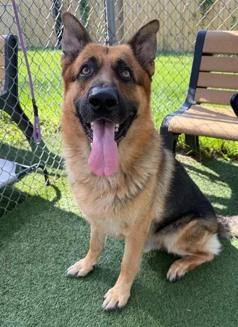 An adult large-sized male Mixed Breed dog named Maxy for adoption in Columbia, SC