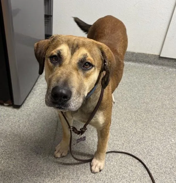 An adult large-sized male Shepherd dog named Arrow for adoption in Escondido, CA
