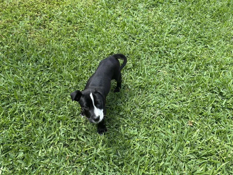 A baby medium-sized male Pointer dog named Haze for adoption in West Warwick, RI