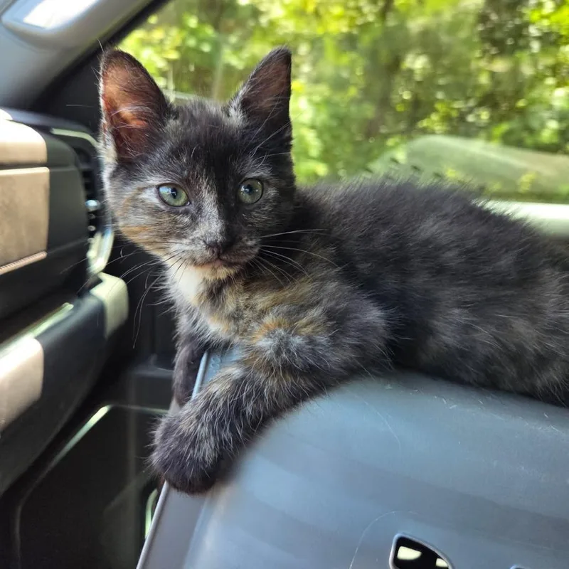 A baby small-sized female Tortoiseshell Domestic Short Hair cat named Bikini for adoption in Newport News, VA