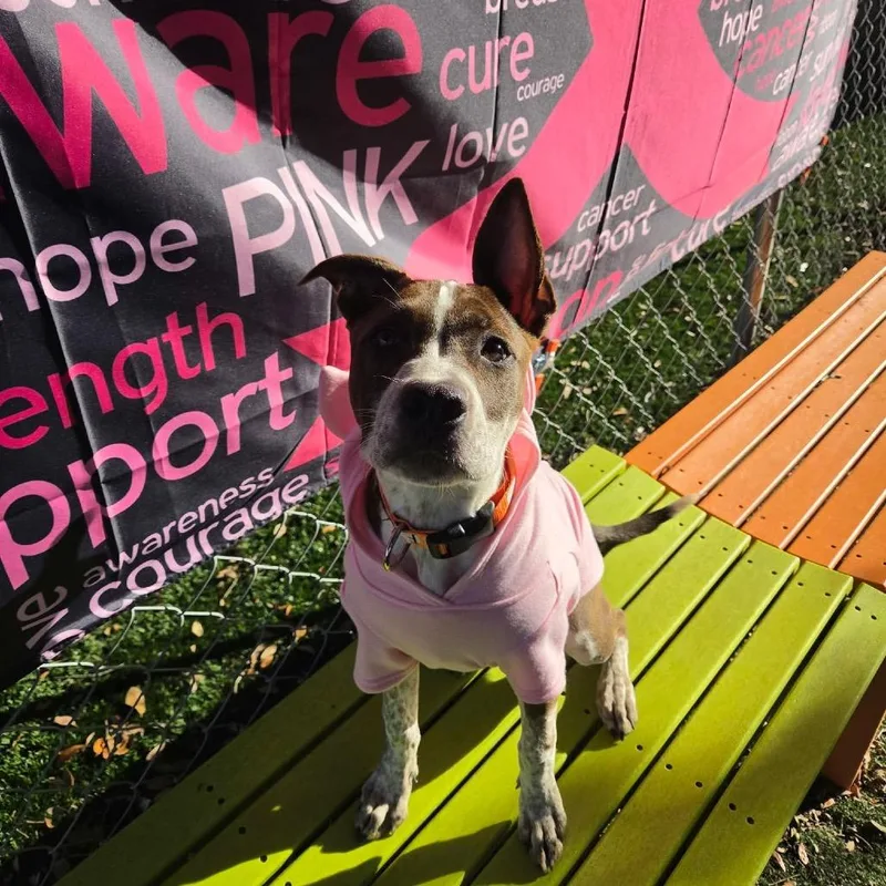 A baby medium-sized female Brown / Chocolate Cattle Dog dog named Opal for adoption in Port Richey, FL