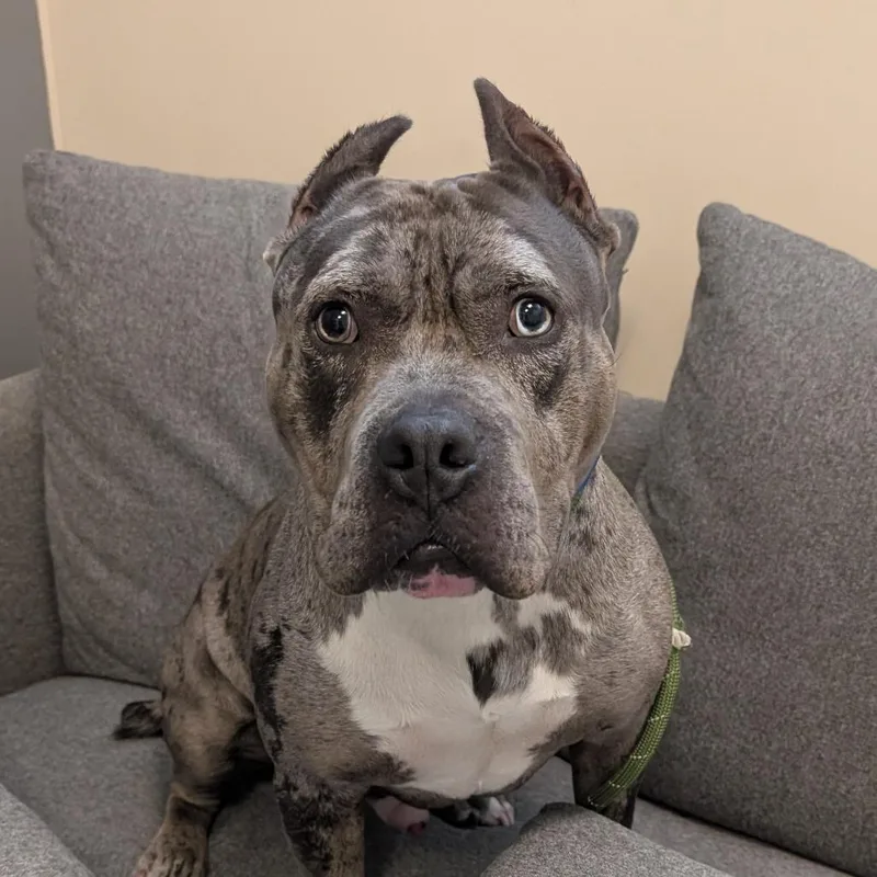An adult large-sized male Gray / Blue / Silver Pit Bull Terrier dog named Bruno for adoption in Chicago, IL