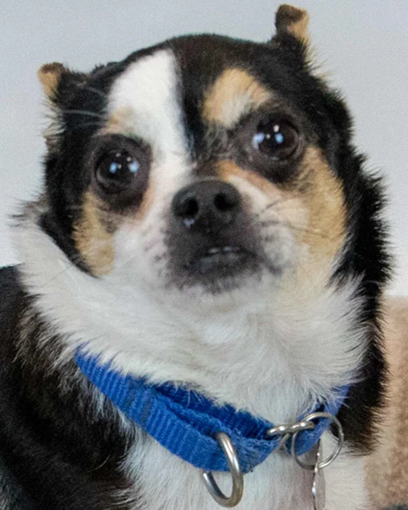 An adult small-sized male Chihuahua dog named Jester for adoption in Kennesaw, GA