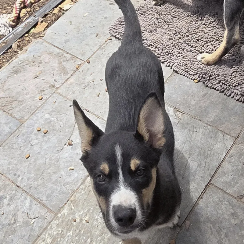 A baby large-sized male Tricolor (Brown, Black, & White) Husky dog named Bear for adoption in Pleasanton, CA