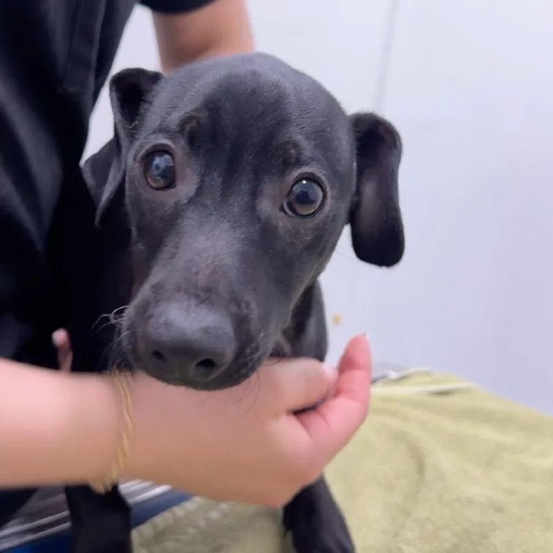 A baby small-sized male Dachshund dog named Peter for adoption in Chico, CA