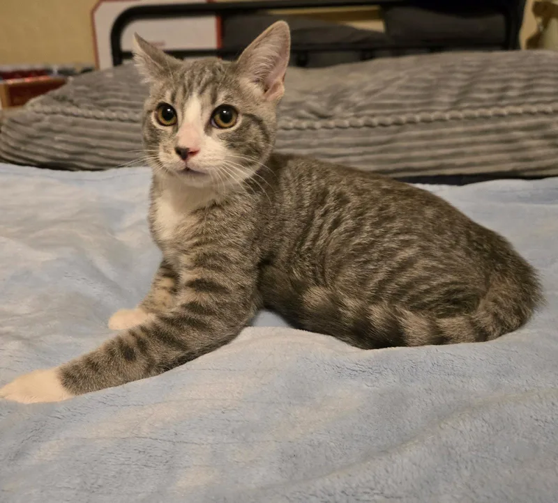 A baby medium-sized male Gray & White Domestic Short Hair cat named William for adoption in Oviedo, FL
