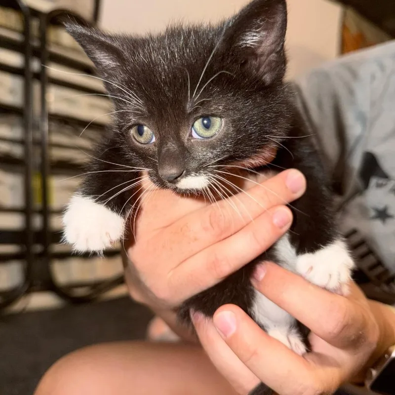 A baby small-sized female Black Domestic Short Hair cat named Crumpet Gleske for adoption in Woodstock, VA