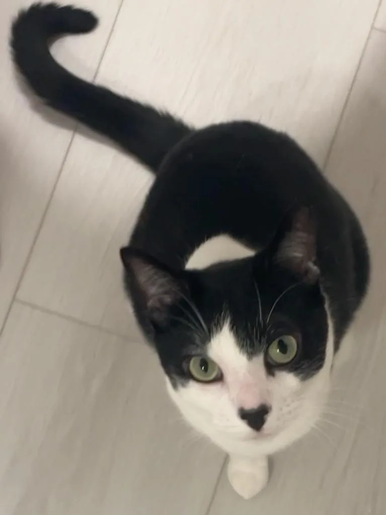 An adult medium-sized male Domestic Short Hair cat named Oliver for adoption in San Pedro, CA