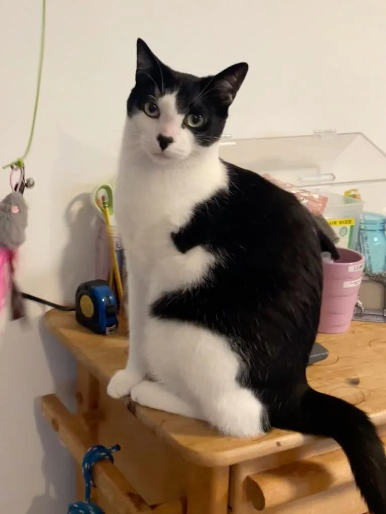 Oliver thumbnail 5