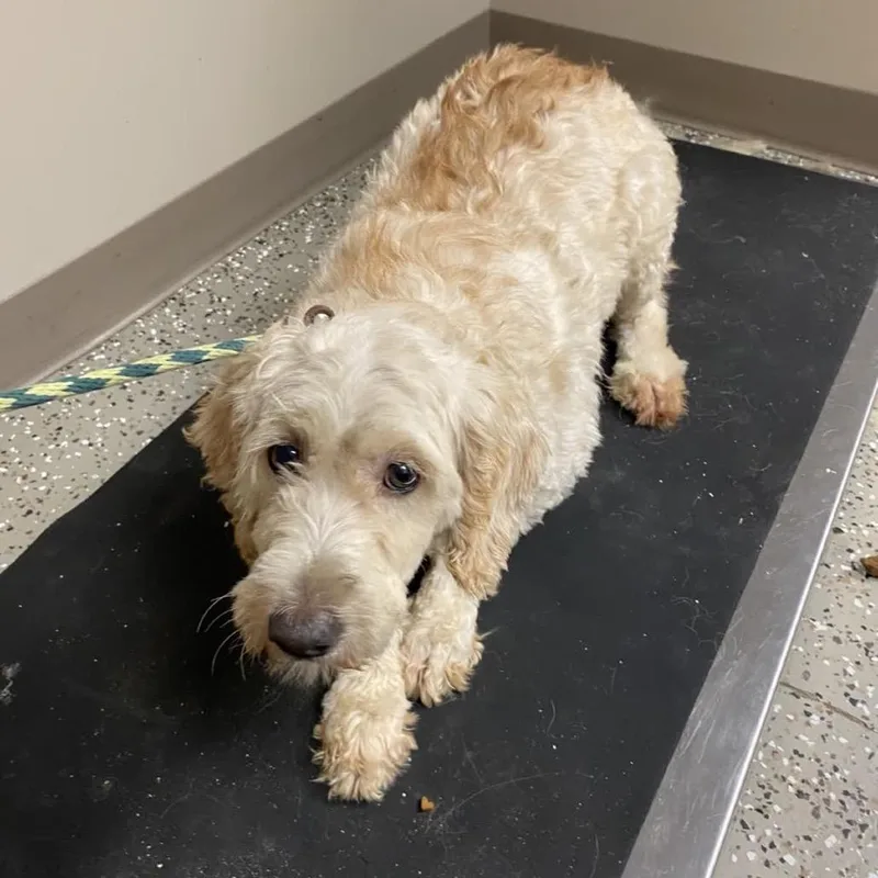 A senior medium-sized female Golden Retriever dog named Leigha for adoption in Norfolk, NE