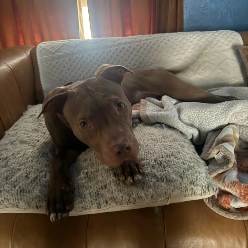 A young medium-sized male Brown / Chocolate Pit Bull Terrier dog named Drumstick for adoption in Belleville, IL