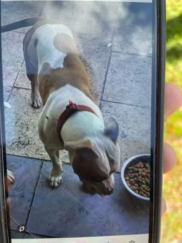 A young large-sized female Mixed Breed dog named Princess for adoption in West Palm Beach, FL