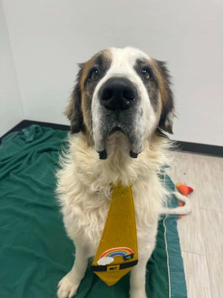 Diesel Monster thumbnail 2