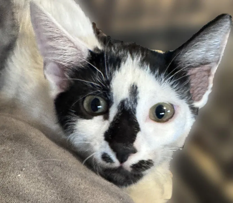 A baby medium-sized female Black & White / Tuxedo Domestic Short Hair cat named Mercedes for adoption in Brooklyn, NY