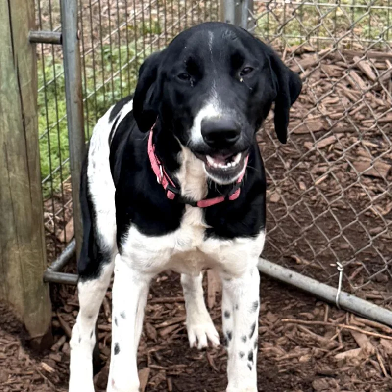 Sd Scout Pup thumbnail 2