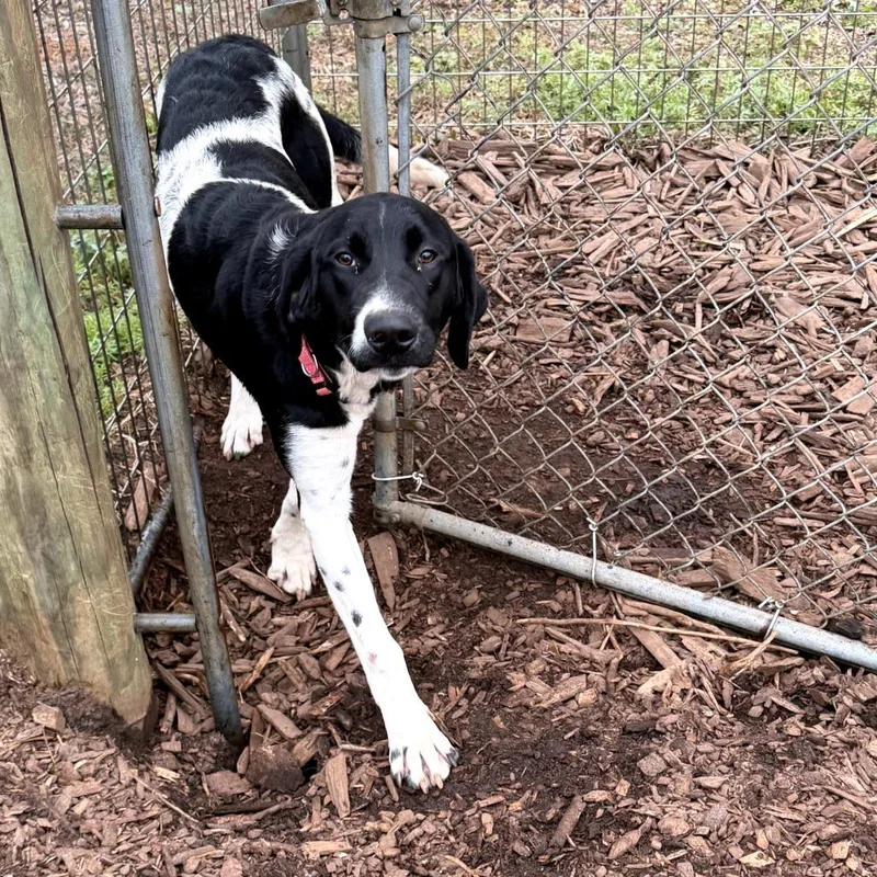 Sd Scout Pup thumbnail 3