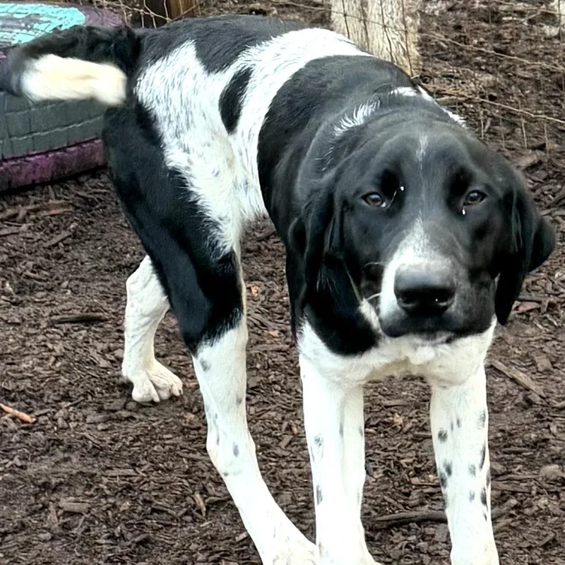 Sd Scout Pup thumbnail 4