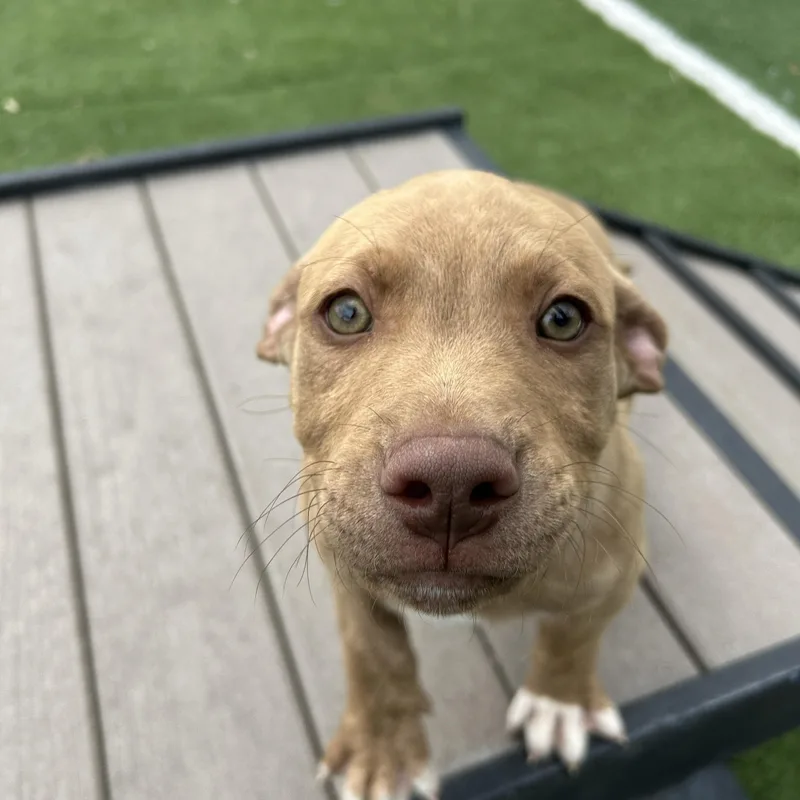 Ted