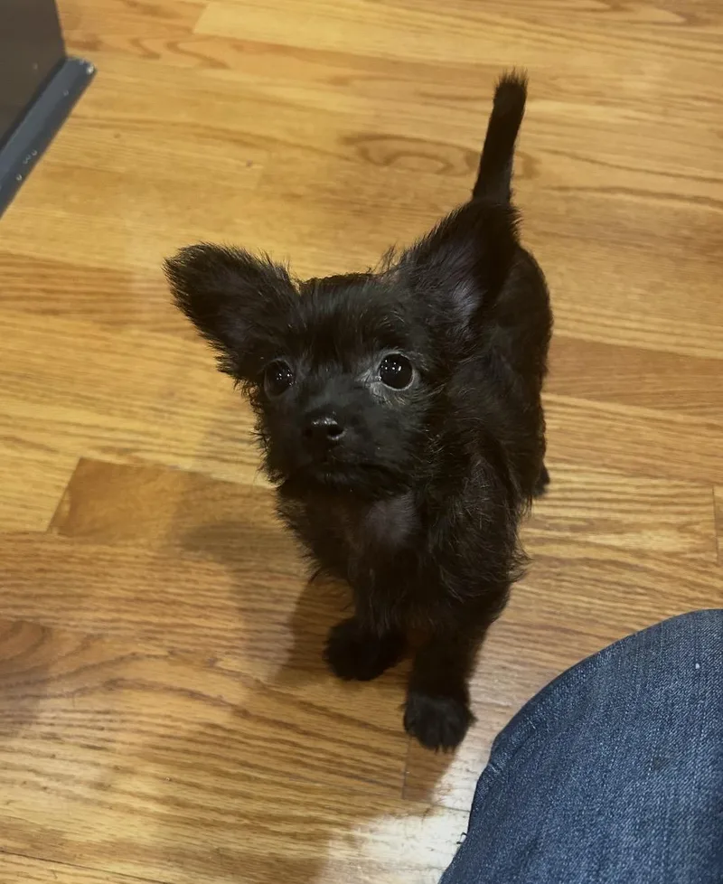 A baby small-sized female Skye Terrier dog named Frida for adoption in Hillsborough, NC