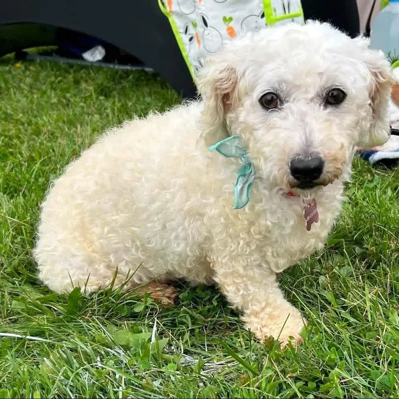 A young small-sized female Bichon Frise dog named Coco Chanel for adoption in Brockport, NY