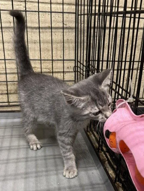 A baby medium-sized female Domestic Short Hair cat named Brook for adoption in Apollo, PA