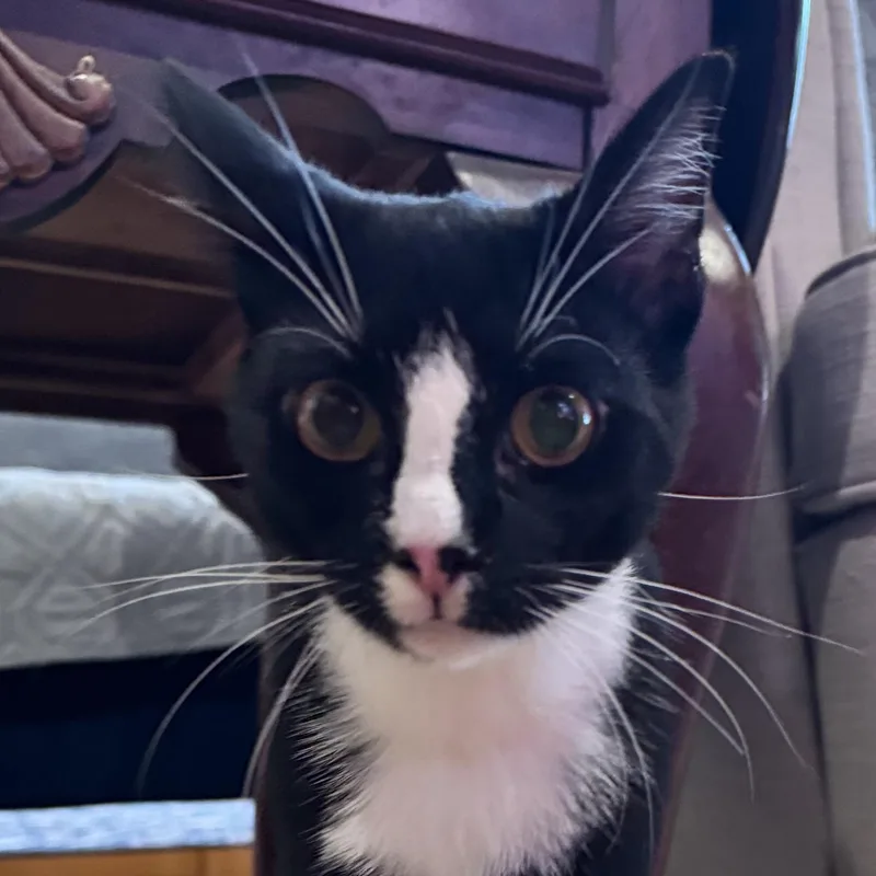 A young medium-sized male Black & White / Tuxedo Domestic Short Hair cat named Mr Big for adoption in New york, NY