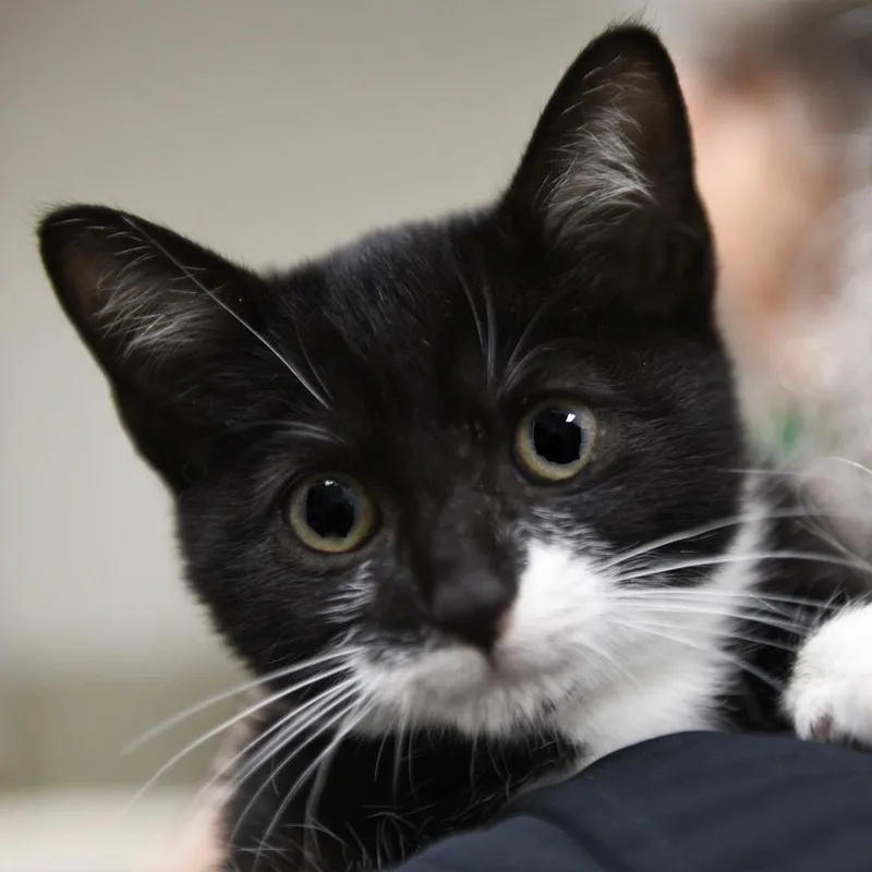 A baby small-sized female Domestic Short Hair cat named Oleen for adoption in Redwood City, CA
