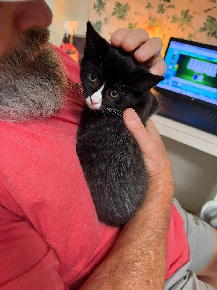 A baby small-sized female Black & White / Tuxedo Domestic Short Hair cat named Nugget for adoption in Milton, DE