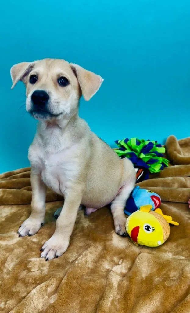 A baby medium-sized male Shepherd dog named Tuna for adoption in Phoenix, AZ