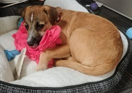 A baby medium-sized male Golden Mixed Breed dog named Murphy for adoption in Schaumburg, IL