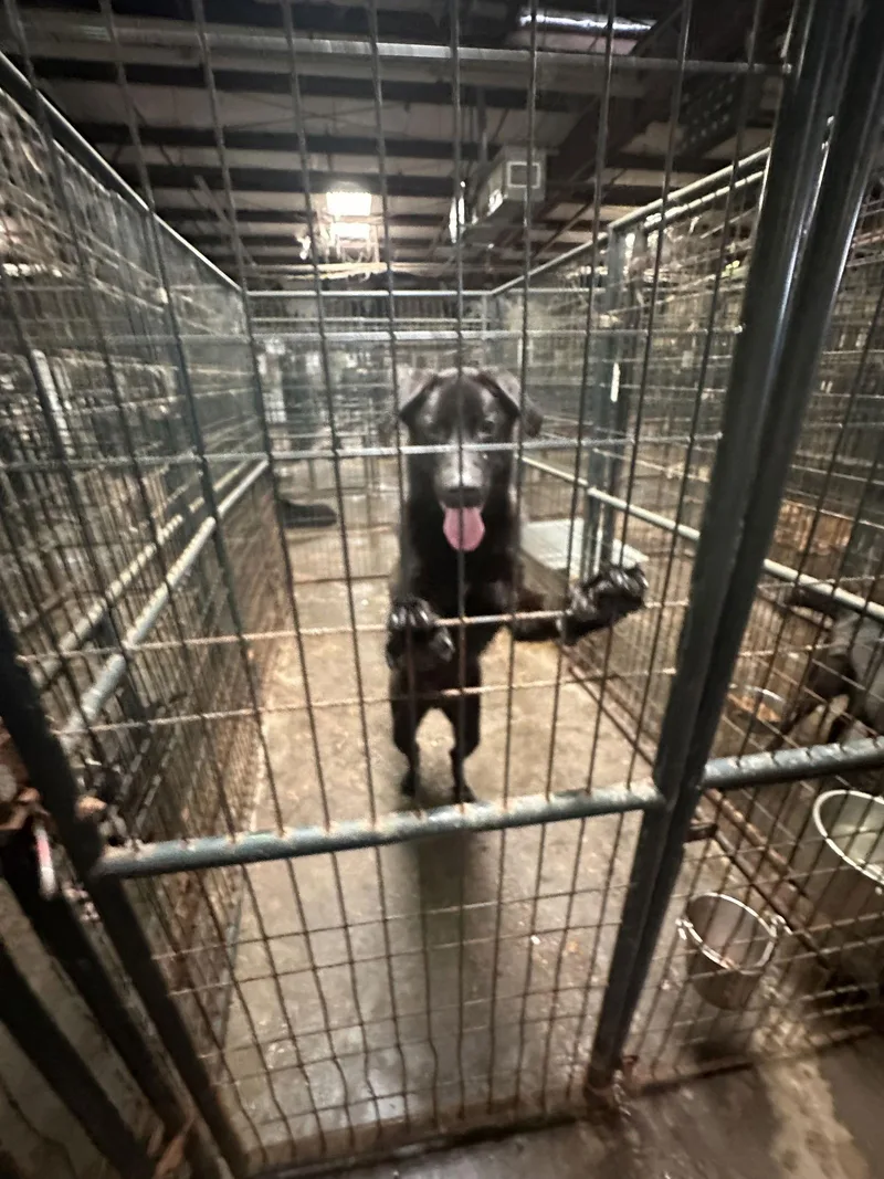 Thrasher thumbnail 2