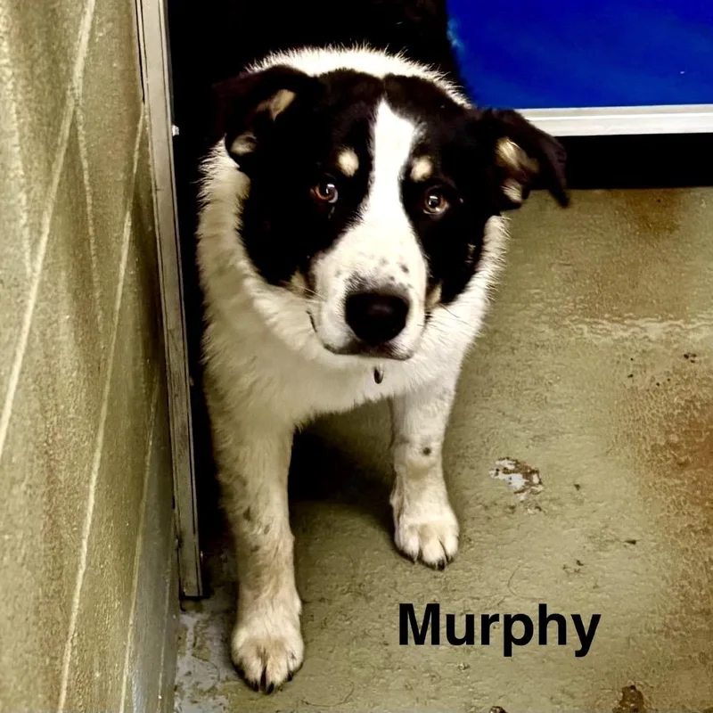 Murphy thumbnail 2