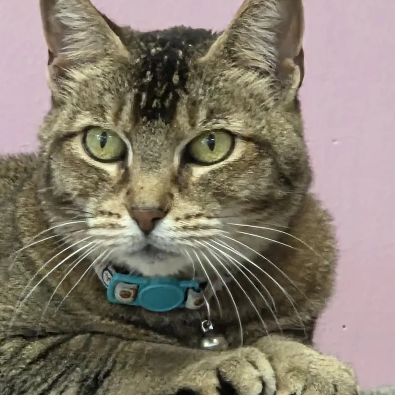 A senior medium-sized female Brown / Chocolate Domestic Short Hair cat named Jazzy for adoption in Branson, MO