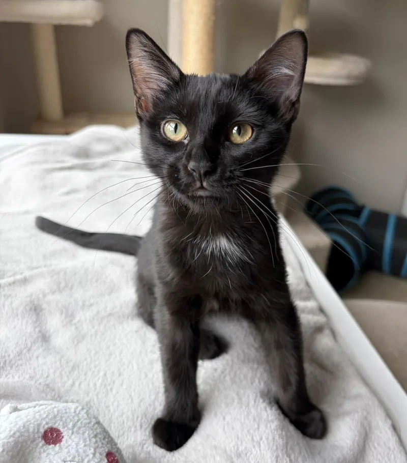 A baby medium-sized female Black Domestic Short Hair cat named Nala for adoption in Parkville, MO