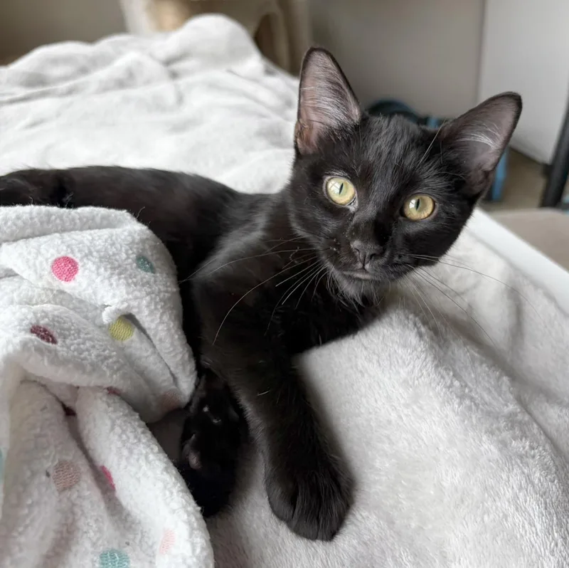 Nala thumbnail 4