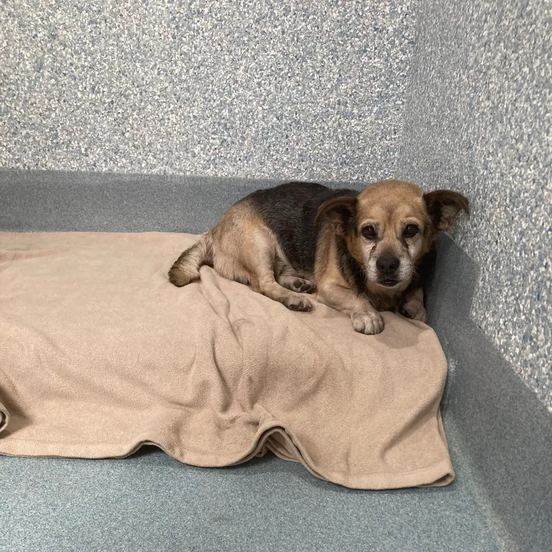 A senior small-sized male Black Beagle dog named Charlie for adoption in Long Beach, CA