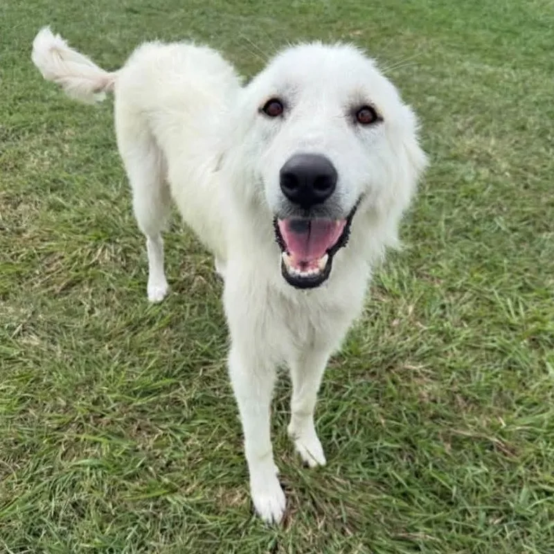 A young medium-sized female White / Cream Great Pyrenees dog named Mabel for adoption in Yaphank, NY