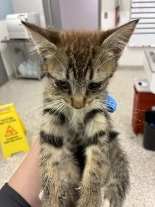 A baby small-sized male Domestic Medium Hair cat named Peanut Butter for adoption in Gastonia, NC